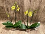 Double Spikes Phalaenopsis (Tying Shin Melody × KS Big Johnson) (4" pot) - Image 6