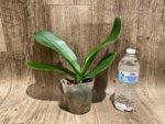 Phalaenopsis Taisuco Wonder (4.5" pot) - Image 6