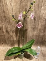 Double Spikes Rare Phalaenopsis Novelty (4.5" Pot) - Image 6