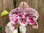 Double Spikes Rare Phalaenopsis Novelty (4.5" Pot) - Image 3