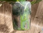 Double Spikes Rare Phalaenopsis Novelty (4.5" Pot) - Image 10