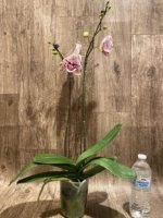 Double Spikes Rare Phalaenopsis Novelty (4.5" Pot) - Image 8