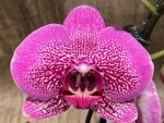 In Spikes Phalaenopsis Pink Leopard (4.5" Pot)