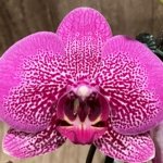 In Spikes Phalaenopsis Pink Leopard (4.5" Pot)