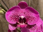 In Spikes Phalaenopsis Pink Leopard (4.5" Pot) - Image 2