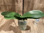 In Spikes Phalaenopsis Pink Leopard (4.5" Pot) - Image 8