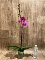 In Spikes Phalaenopsis Pink Leopard (4.5" Pot) - Image 7