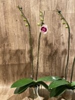 Double Spikes Phalaenopsis Novelty (4.5" pot) - Image 10