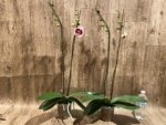 Double Spikes Phalaenopsis Novelty (4.5" pot) - Image 3