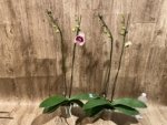 Double Spikes Phalaenopsis Novelty (4.5" pot) - Image 4