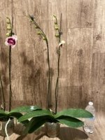 Double Spikes Phalaenopsis Novelty (4.5" pot) - Image 7