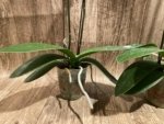 Double Spikes Phalaenopsis Novelty (4.5" pot) - Image 8
