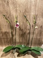 Double Spikes Phalaenopsis Novelty (4.5" pot) - Image 5