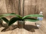Double Spikes Phalaenopsis Novelty (4.5" pot) - Image 9