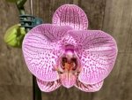 In Spike Phalaenopsis New Hybrid Novelty (4.5" pot) - Image 2