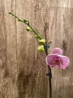 In Spike Phalaenopsis New Hybrid Novelty (4.5" pot) - Image 3