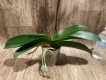 In Spike Phalaenopsis New Hybrid Novelty (4.5" pot) - Image 7