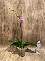 In Spike Phalaenopsis New Hybrid Novelty (4.5" pot) - Image 6