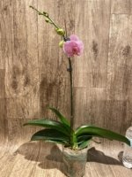 In Spike Phalaenopsis New Hybrid Novelty (4.5" pot) - Image 4