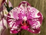In Spike Phalaenopsis Shulong Happy Cat (4.5" pot)