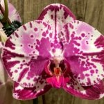 In Spike Phalaenopsis Shulong Happy Cat (4.5" pot)