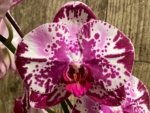 In Spike Phalaenopsis Shulong Happy Cat (4.5" pot) - Image 3