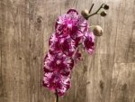 In Spike Phalaenopsis Shulong Happy Cat (4.5" pot) - Image 5