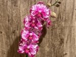 In Spike Phalaenopsis Shulong Happy Cat (4.5" pot) - Image 4