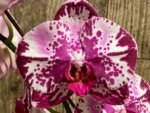 In Spike Phalaenopsis Shulong Happy Cat (4.5" pot) - Image 2