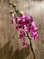 In Spike Phalaenopsis Shulong Happy Cat (4.5" pot) - Image 7
