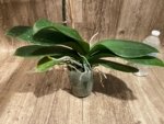 In Spike Phalaenopsis Shulong Happy Cat (4.5" pot) - Image 11