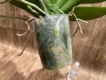 In Spike Phalaenopsis Shulong Happy Cat (4.5" pot) - Image 12