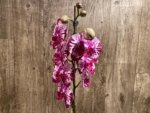 In Spike Phalaenopsis Shulong Happy Cat (4.5" pot) - Image 8