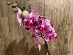 In Spike Phalaenopsis Shulong Happy Cat (4.5" pot) - Image 6