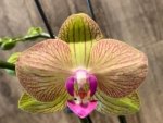 Double Spikes 1 Phalaenopsis Profar Galaxy Peloric + 1 Phalaenopsis Profar Galaxy (Double Plants) (4.5” pot) - Image 2