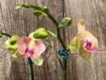 Double Spikes 1 Phalaenopsis Profar Galaxy Peloric + 1 Phalaenopsis Profar Galaxy (Double Plants) (4.5” pot) - Image 5