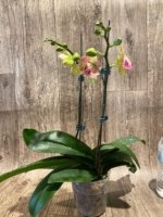 Double Spikes 1 Phalaenopsis Profar Galaxy Peloric + 1 Phalaenopsis Profar Galaxy (Double Plants) (4.5” pot) - Image 8