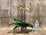 Double Spikes 1 Phalaenopsis Profar Galaxy Peloric + 1 Phalaenopsis Profar Galaxy (Double Plants) (4.5” pot) - Image 7