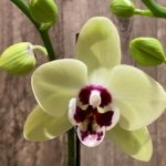 Double Spikes Double Plants  Phalaenopsis Shulong Novelty (4.5” pot)