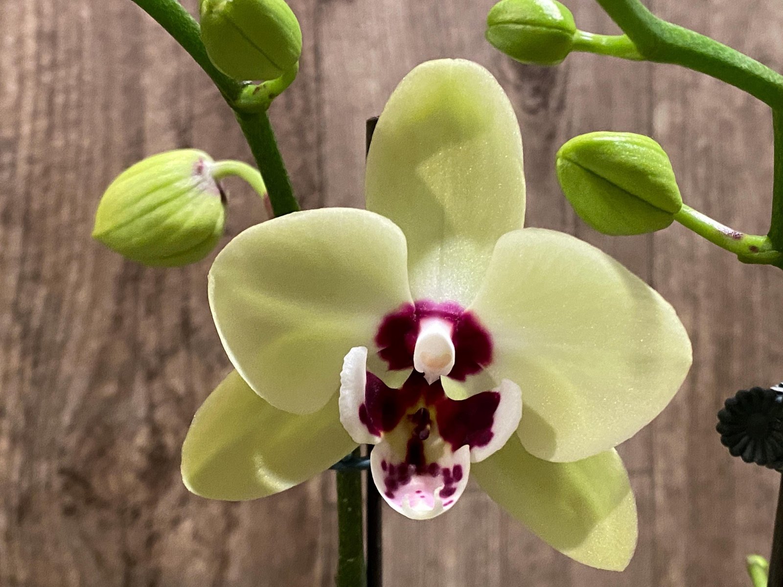 il_fullxfull.8422847256_gjl6.jpg Double Spikes Double Plants Phalaenopsis Shulong Novelty (4.5” pot) - Image 1