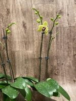 Double Spikes Double Plants  Phalaenopsis Shulong Novelty (4.5” pot) - Image 9