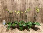 Double Spikes Double Plants  Phalaenopsis Shulong Novelty (4.5” pot) - Image 5