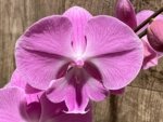Tall Spike Phalaenopsis Miki Strawberry Freckle (4.5" pot) - Image 3