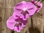 Tall Spike Phalaenopsis Miki Strawberry Freckle (4.5" pot) - Image 4