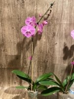 Tall Spike Phalaenopsis Miki Strawberry Freckle (4.5" pot) - Image 8