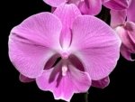 Tall Spike Phalaenopsis Miki Strawberry Freckle (4.5" pot)