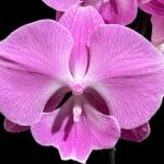 Tall Spike Phalaenopsis Miki Strawberry Freckle (4.5" pot)