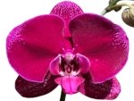 Tall Spike Phalaenopsis OX Purple Lady (4.5" pot) - Image 2