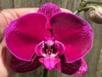 Tall Spike Phalaenopsis OX Purple Lady (4.5" pot) - Image 3