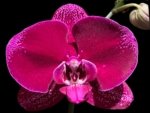 Tall Spike Phalaenopsis OX Purple Lady (4.5" pot)